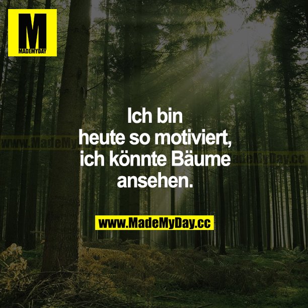 Ich bin heute so motiviert, ich könnte Bäume ansehen.