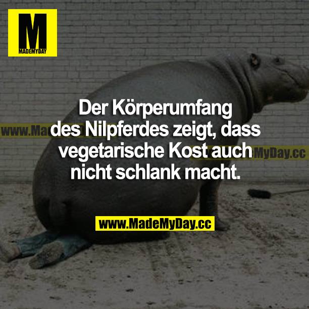 Der Körperumfang des Nilpferdes zeigt, dass vegetarische Kost auch nicht schlank macht.