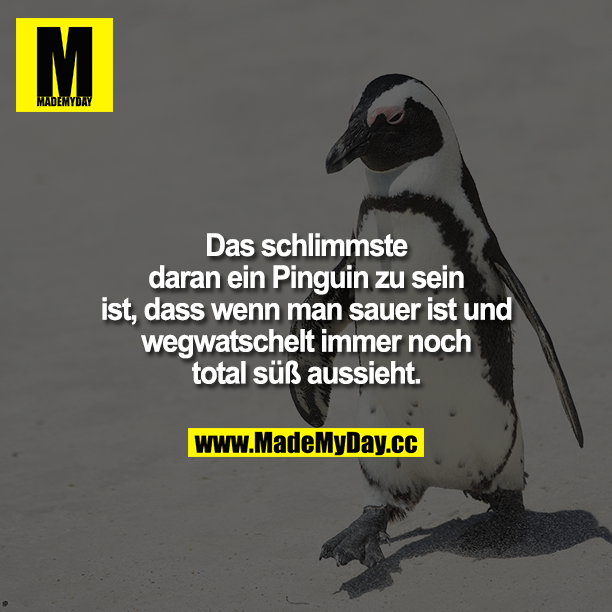 Das Schlimmste daran, ein Pinguin zu sein, ist, dass wenn man sauer ist und wegwatschelt immer noch total süß aussieht. 