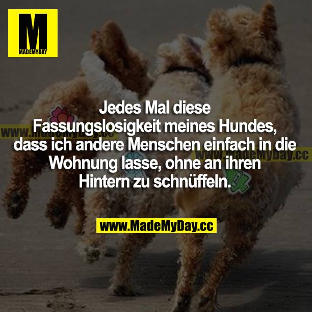 Jedes Mal diese Fassungslosigkeit meines Hundes, dass ich andere Menschen einfach in die Wohnung lasse, ohne an ihren Hintern zu schnüffeln.