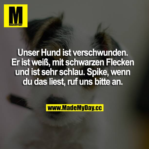 Unser Hund ist verschwunden. Er ist weiß, mit schwarzen Flecken und ist sehr schlau. Spike, wenn du das liest, ruf uns bitte an.