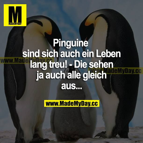Pinguine sind sich auch ein Leben lang treu! - Die sehen ja auch alle gleich aus...