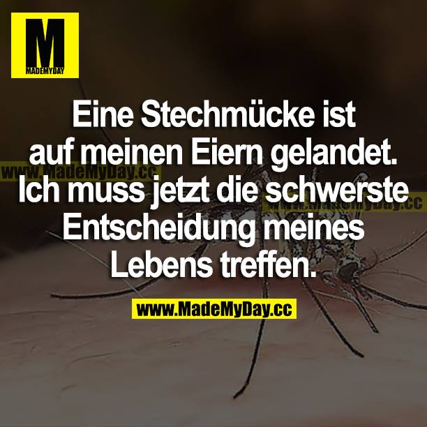 Eine Stechmücke ist auf meinen Eiern gelandet. Ich muss jetzt die schwerste Entscheidung meines Lebens treffen.