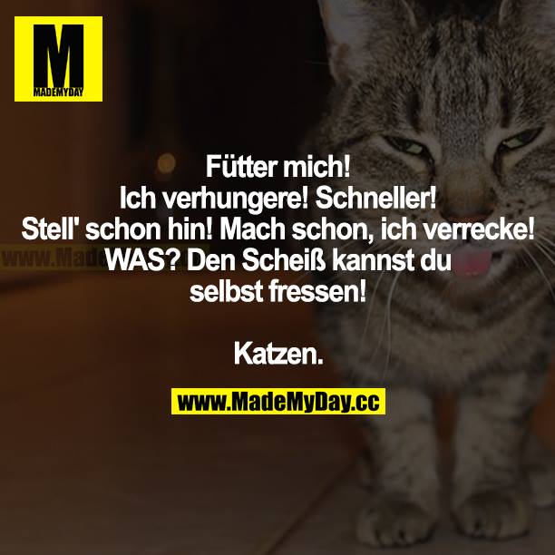 Fütter mich! Ich verhungere! Schneller! Mach schon hin! Mach schon, ich verrecke! WAS? Den Scheiß kannst du selbst fressen! Katzen.
