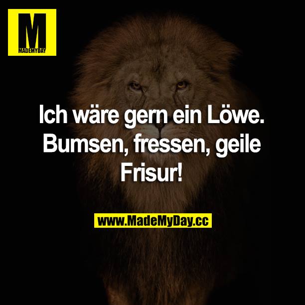 Ich wäre gern ein Löwe. Bumsen, fressen, geile Frisur!