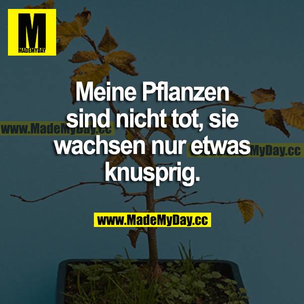 Meine Pflanzen sind nicht tot, sie wachsen nur etwas knusprig.