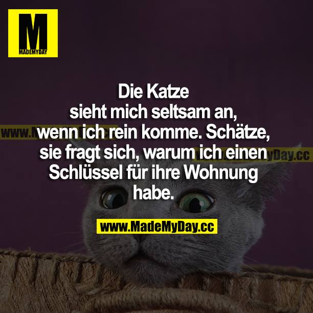 Die Katze sieht mich seltsam an, wenn ich reinkomme. Schätze, sie fragt sich, warum ich einen Schlüssel für ihre Wohnung habe.
