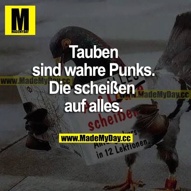 Tauben sind wahre Punks. Die scheißen auf alles.