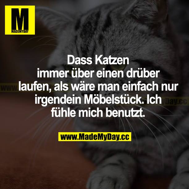 Dass Katzen immer über einen drüber laufen, als wäre man einfach nur irgendein Möbelstück. Ich fühle mich benutzt.