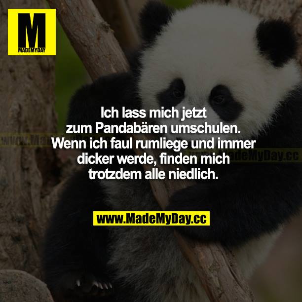 Ich lasse mich jetzt zum Pandabären umschulen. Wenn ich faul rumliege und immer dicker werde, finden mich trotzdem alle niedlich.