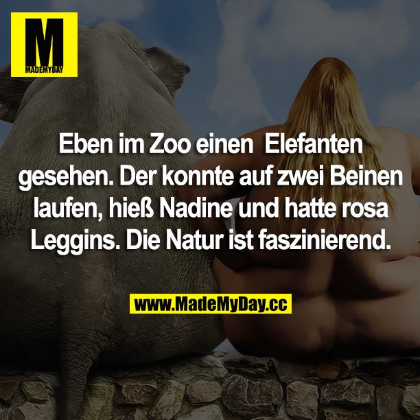 Eben im Zoo einen Elefanten gesehen. Der konnte auf zwei Beinen laufen, hieß Nadine und hatte rosa Leggins. Die Natur ist faszinierend.