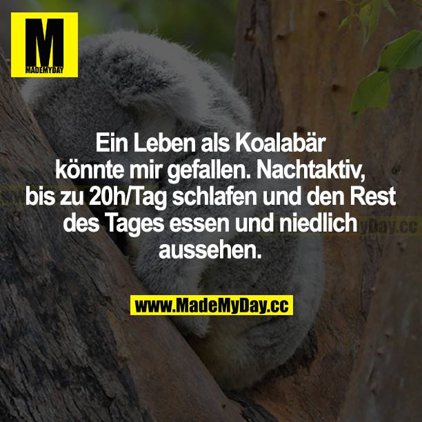 Ein Leben als Koalabär könnte mir gefallen. nachtaktiv, bis zu 20h/Tag schlafen und den Rest des Tages essen und niedlich aussehen.