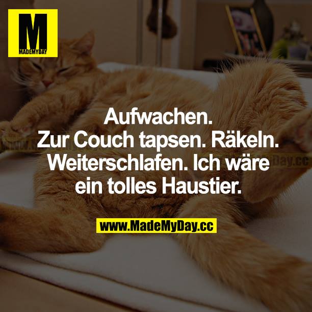 Aufwachen. Zur Couch tapsen. Räkeln. Weiterschlafen. Ich wäre ein tolles Haustier.