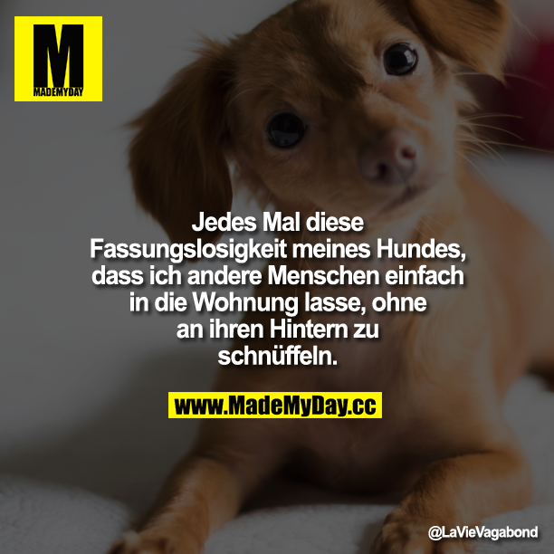 Jedes Mal diese Fassungslosigkeit meines Hundes, dass ich andere Menschen einfach in die Wohnung lasse, ohne an ihren Hintern zu schnüffeln.
