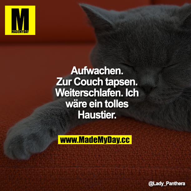 Aufwachen. Zur Couch tapsen. Weiterschlafen. Ich wäre ein tolles Haustier.