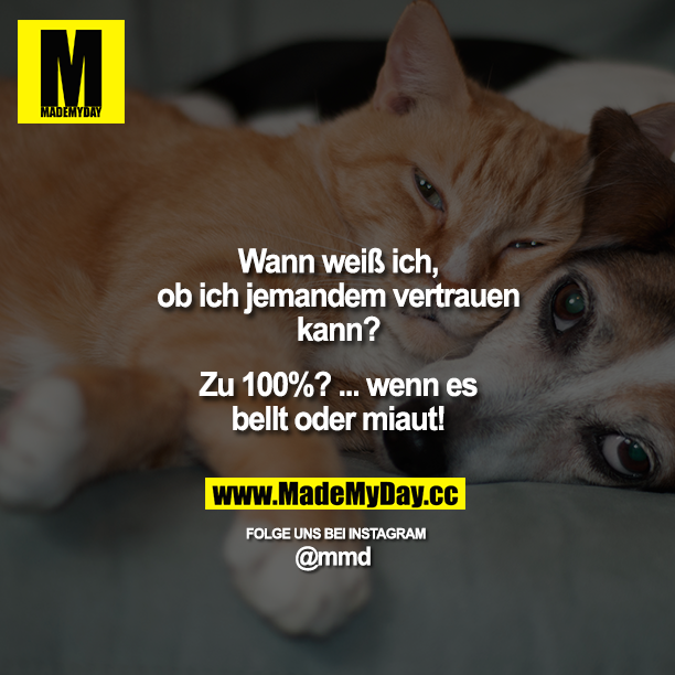 Warum Miauen Katzen