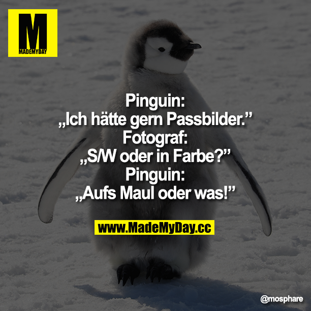 Pinguin: „Ich hätte gern Passbilder."<br />
Fotograf:„S/W oder in Farbe?"<br />
Pinguin:„AufsMaul oder was!"