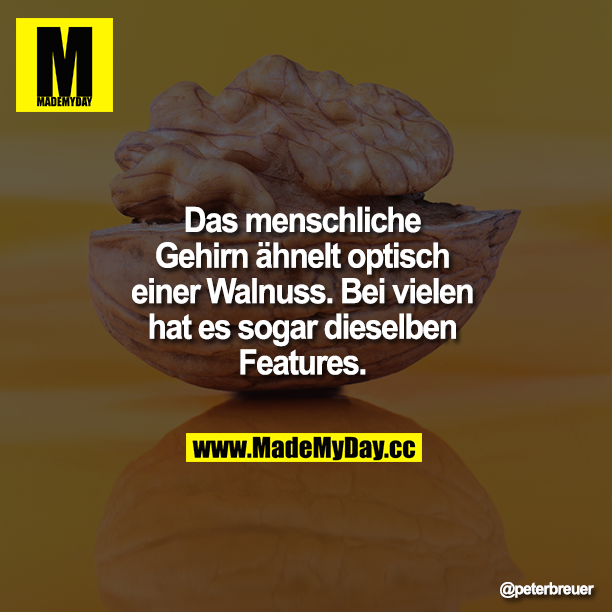 Das menschliche Gehirn ähnelt optisch einer Walnuss. Bei vielen hat es sogar dieselben Features.