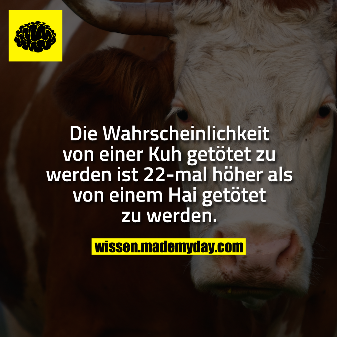 Die Wahrscheinlichkeit von einer Kuh getötet zu werden ist 22-mal höher als von einem Hai getötet zu werden.