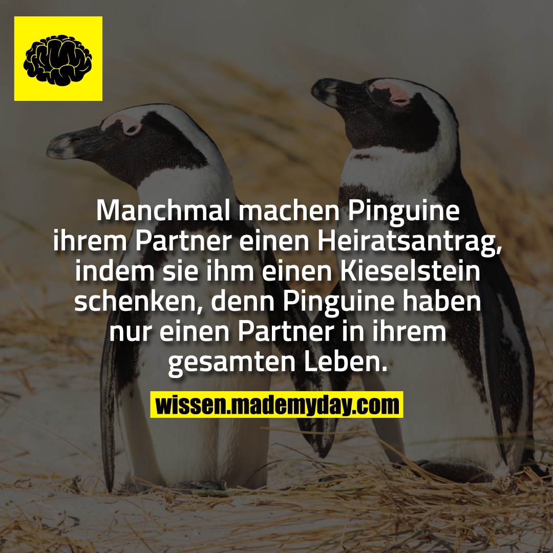 Manchmal Machen Pinguine Ihrem Partner Made My Day