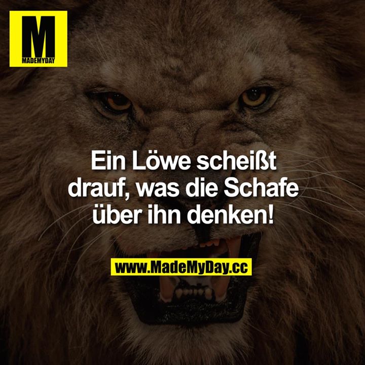 Ein Löwe scheisst drauf, was die Schafe über ihn denken!
