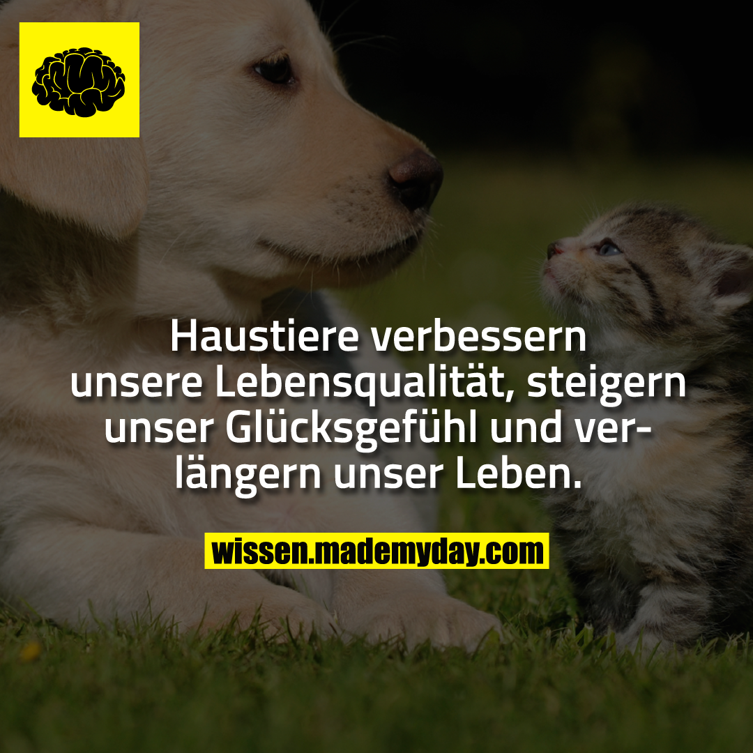 Haustiere verbessern unsere Lebensqualität, steigern unser Glücksgefühl und verlängern unser Leben.