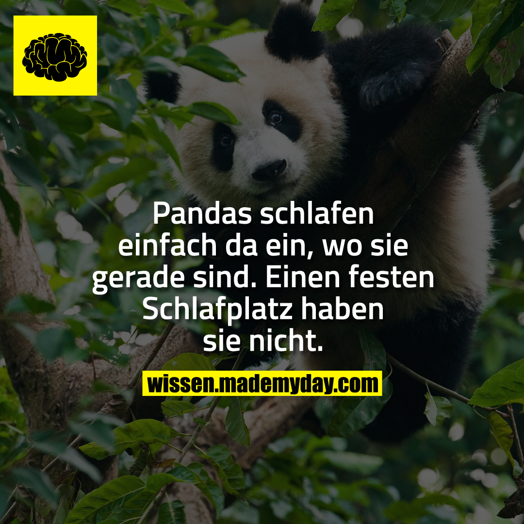 Pandas schlafen einfach da ein, wo sie gerade sind. Einen festen Schlafplatz haben sie nicht.