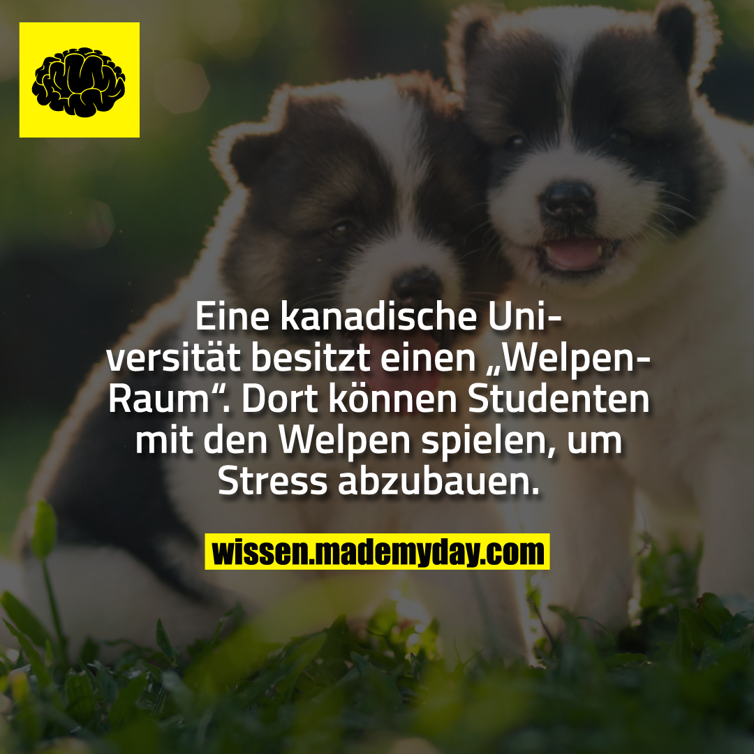 Eine kanadische Universität besitzt einen „Welpen-Raum“. Dort können Studenten mit den Welpen spielen. um Stress abzubauen.