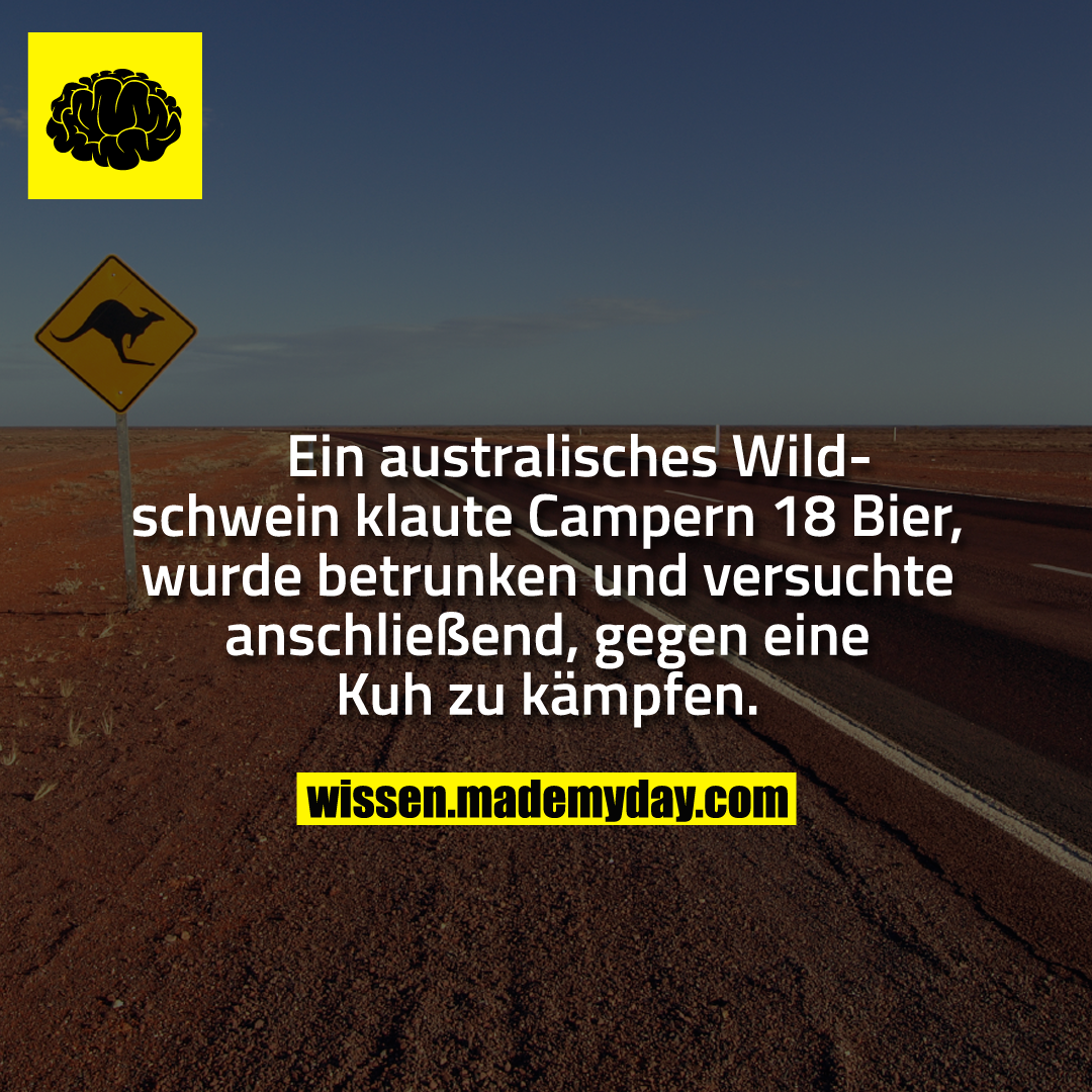 Ein australisches Wildschwein klaute Campern 18 Bier, wurde betrunken und versuchte anschließend, gegen eine Kuh zu kämpfen.