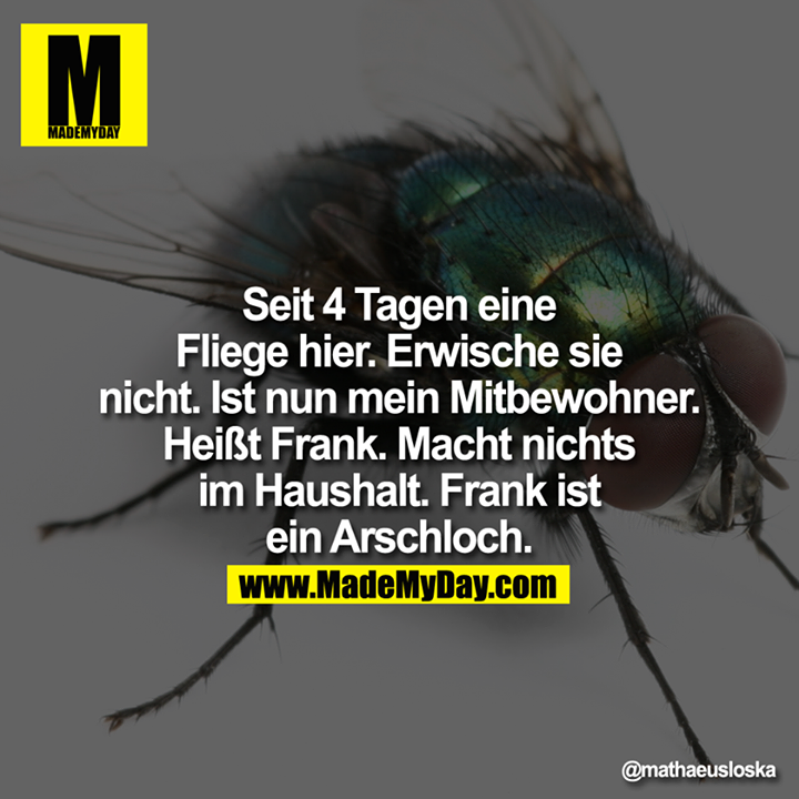 Seit 4 Tagen eine Fliege hier. Erwische sie nicht. Ist nun mein Mitbewohner. Heißt Frank. Macht nichts im Haushalt. Frank ist ein Arschloch.