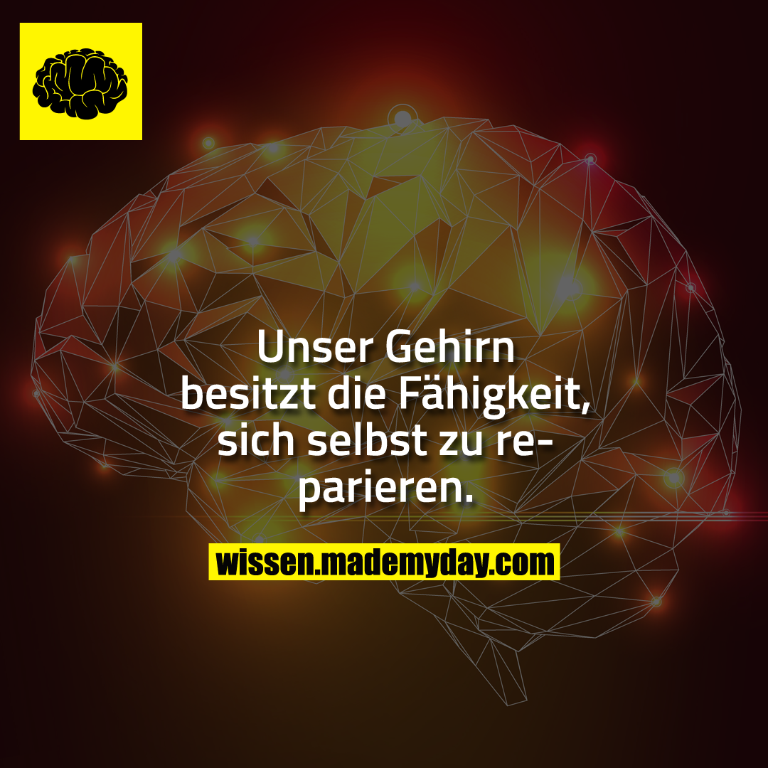 Unser Gehirn besitzt die Fähigkeit, sich selbst zu reparieren.