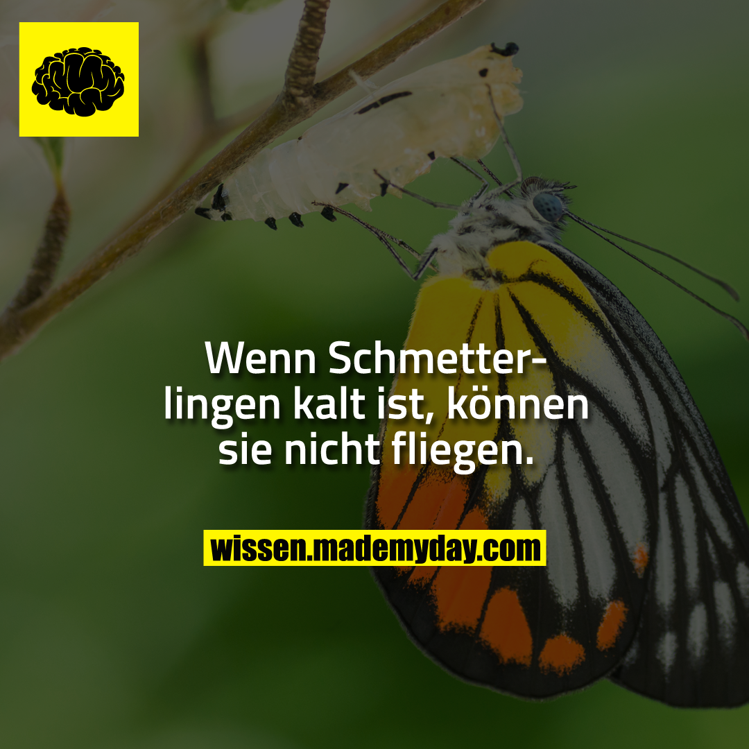 Wenn Schmetterlingen kalt ist, können sie nicht fliegen.