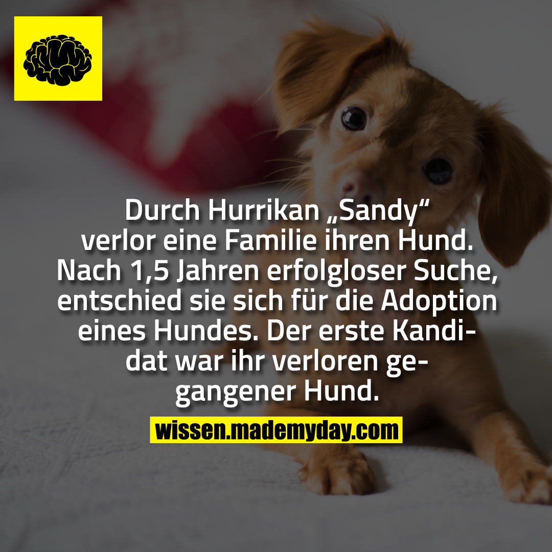 Durch Hurrikan „Sandy“ verlor eine Familie ihren Hund. Nach 1,5 Jahren erfolgloser Suche, entschied sie sich für die Adoption eines Hundes. Der erste Kandidat war ihr verloren gegangener Hund.