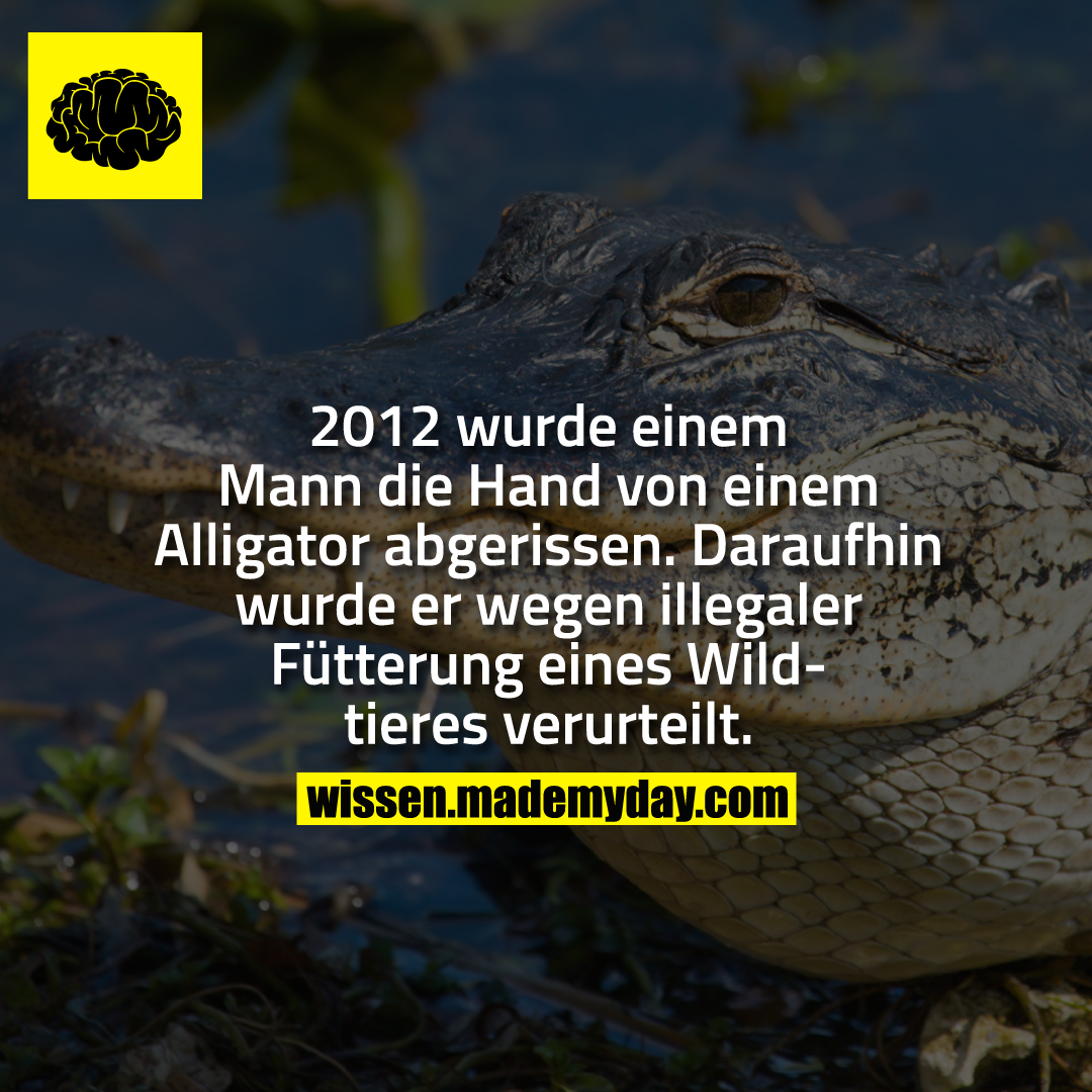 2012 wurde einem Man die Hand von einem Alligator abgerissen. Daraufhin wurde er wegen illegaler Fütterung eines Wildtieres verurteilt.
