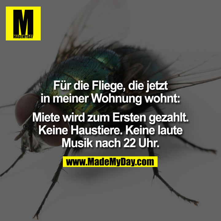 Für die Fliege, die jetzt in meiner Wohnung wohnt. Miete wird zum Ersten gezahlt. Keine Haustiere. Keine laute Musik nach 22 Uhr.