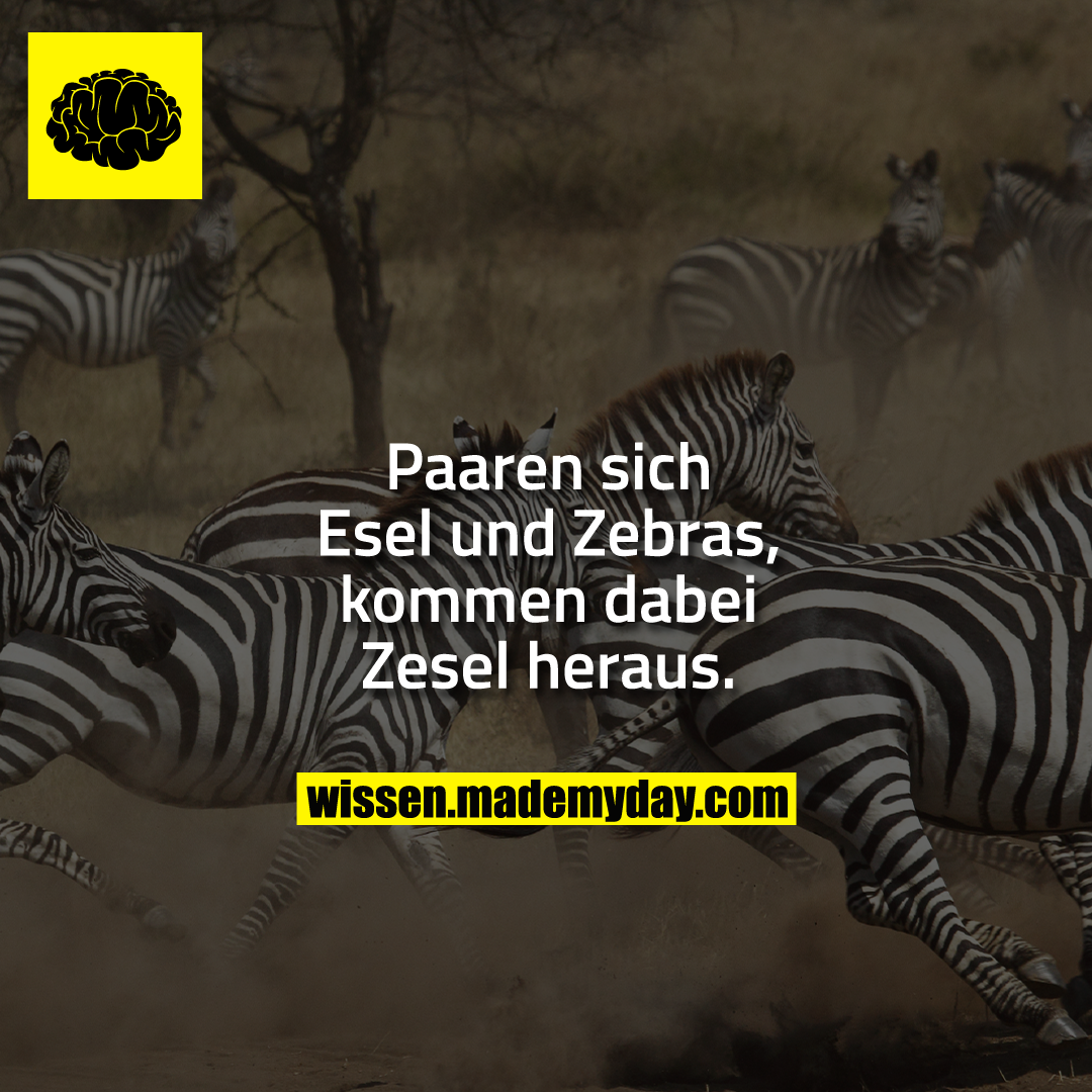 Paaren sich Esel und Zebras, kommen dabei Zesel heraus.
