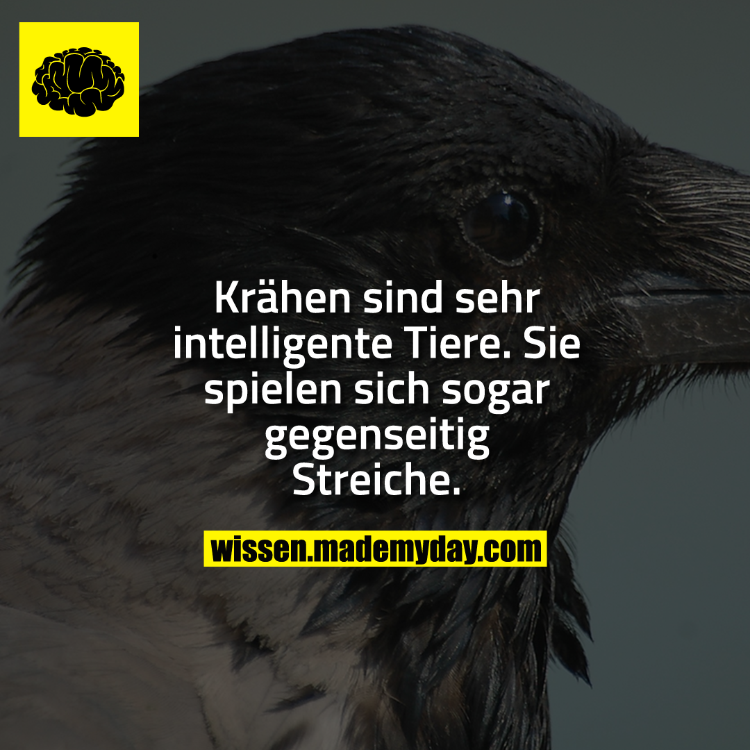 Krähen sind sehr intelligente Tiere. Sie spielen sich sogar gegenseitig Streiche.