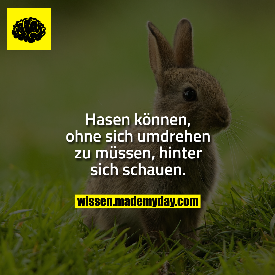 Hasen können, ohne sich umdrehen zu müssen, hinter sich schauen.