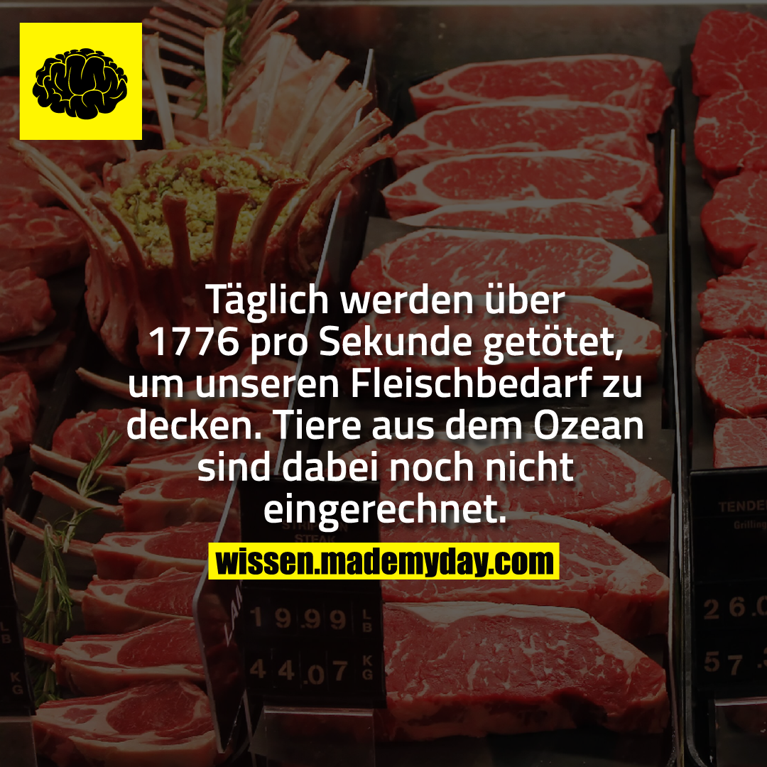 Täglich werden über 1776 pro Sekunde getötet, um unseren Fleischbedarf zu decken. Tiere aus dem Ozean sind dabei noch nicht eingerechnet.