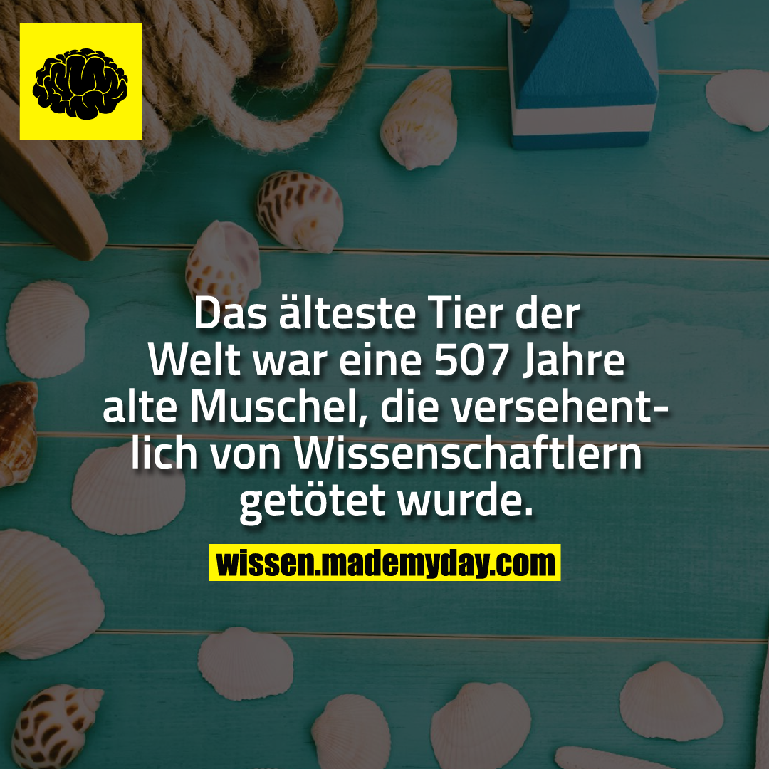 Das älteste Tier der Welt war eine 507 Jahre alte Muschel, die versehentlich von Wissenschaftlern getötet wurde.