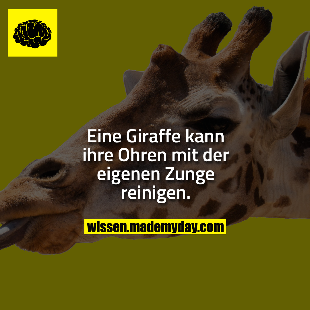 Eine Giraffe kann ihre Ohren mit der eigenen Zunge reinigen.