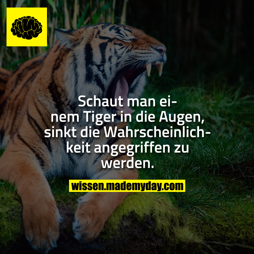 Schaut man einem Tiger in die Augen, sinkt die Wahrscheinlichkeit angegriffen zu werden.