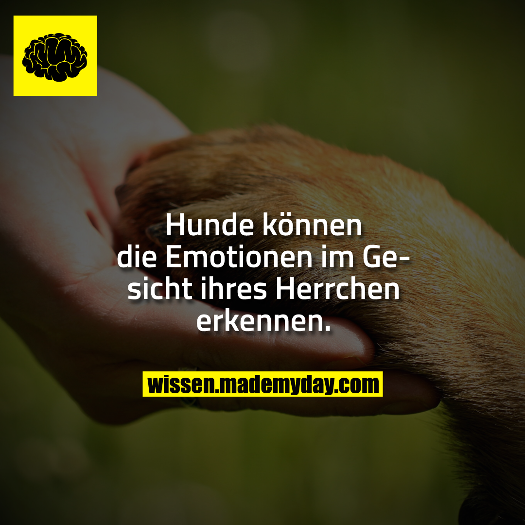 Hunde können die Emotionen im Gesicht ihres Herrchen erkennen.