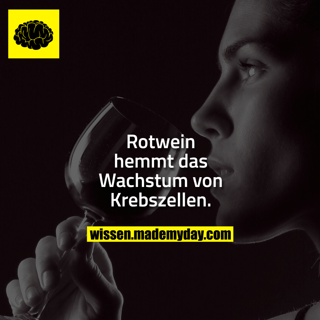 Rotwein hemmt das Wachstum von Krebszellen.