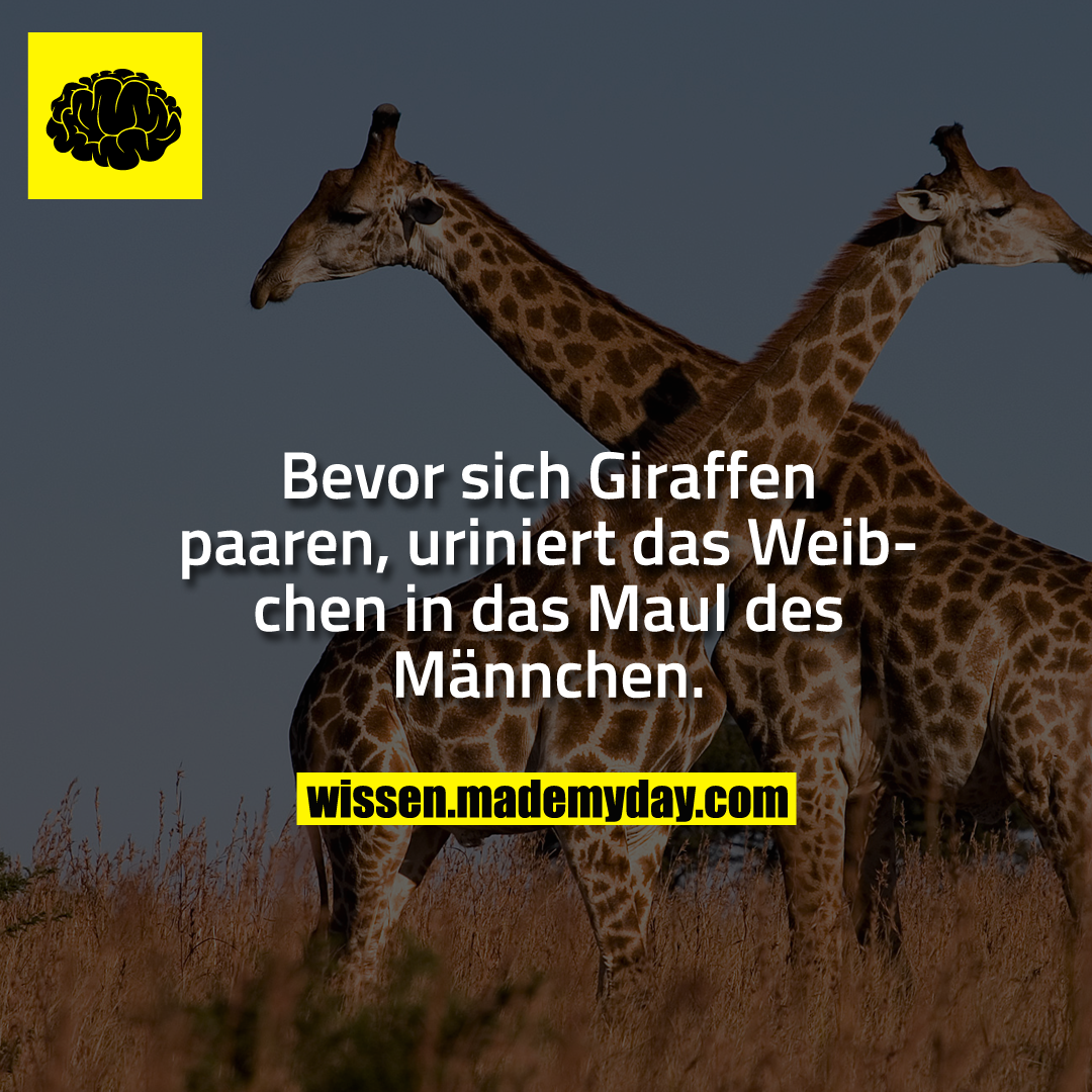 Bevor sich Giraffen paaren, uriniert das Weibchen in das Maul des Männchen.