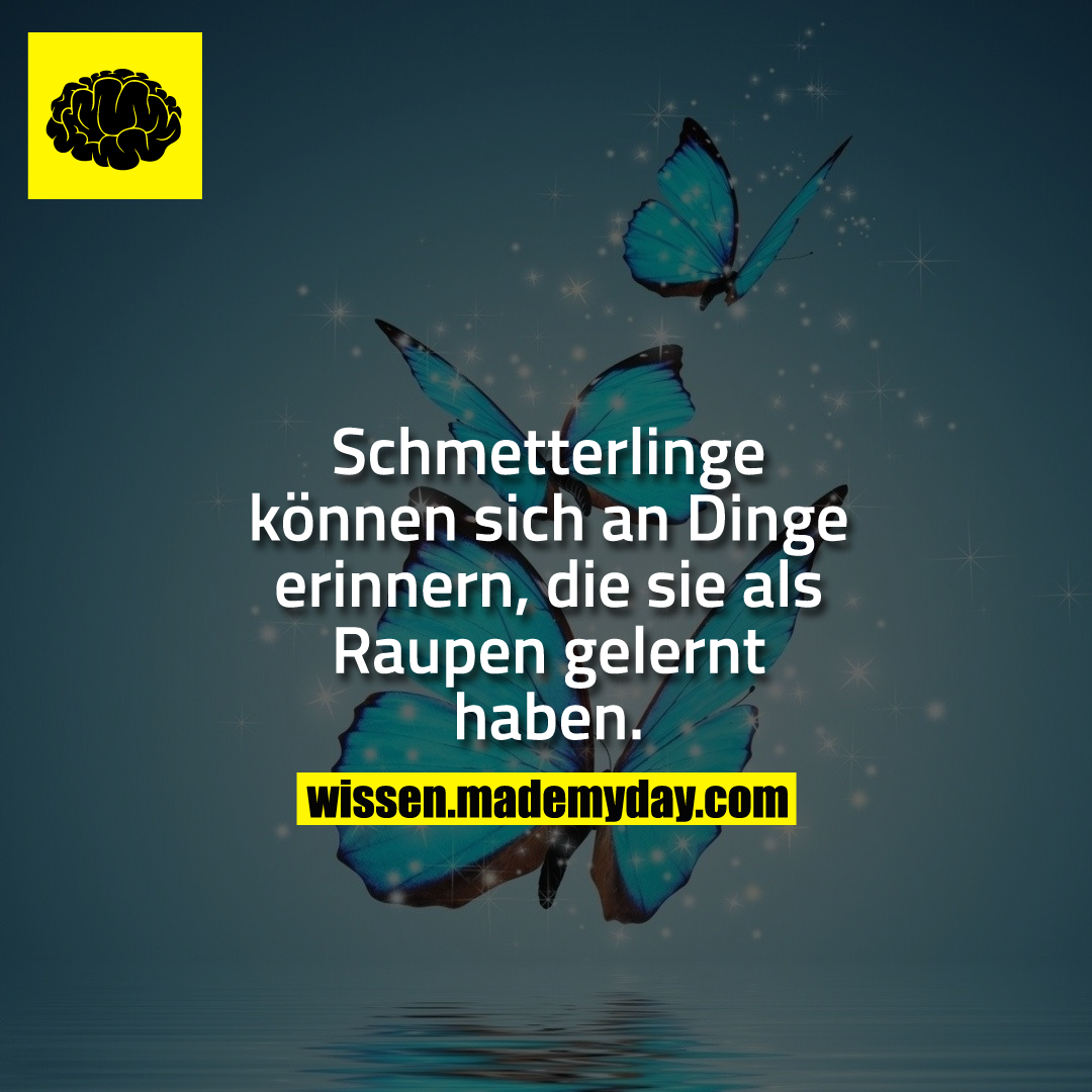 Schmetterlinge können sich an Dinge erinnern, die sie als Raupen gelernt haben.