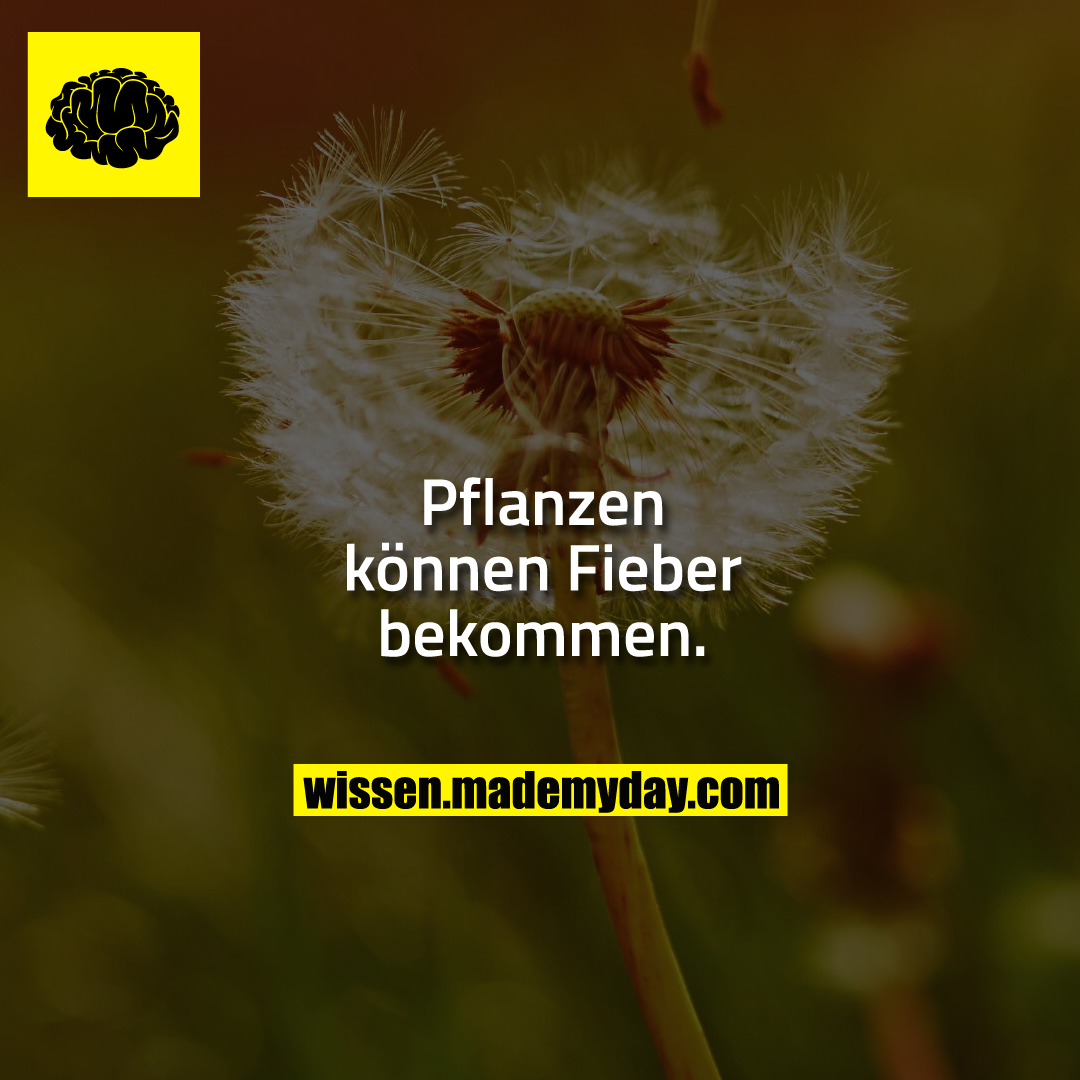 Pflanzen können Fieber bekommen.