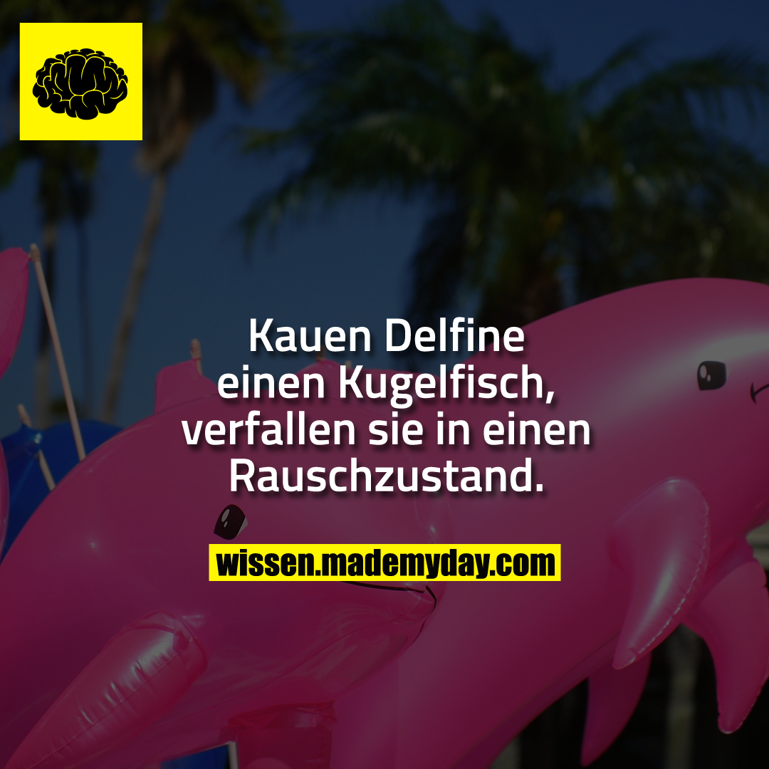 Kauen Delfine einen Kugelfisch, verfallen sie in einen Rauschzustand.