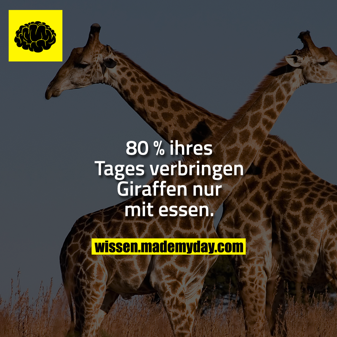 80 % ihres Tages verbringen Giraffen nur mit essen.