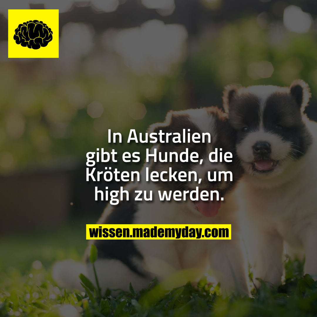 In Australien gibt es Hunde, die Kröten lecken, um high zu werden.